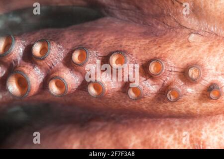 Octopus Gourmet Meeresfrüchte Saugnäpfe Tentakeln von Meerestieren. Tentakel hat starke Sauger für die Haftkraft. Rohe frische Delikatesse des asiatischen Marktes. Stockfoto