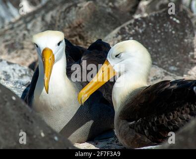 Wellenabatross (Phoebastria irrorata) Paar auf der Brutstätte der Insel Española Stockfoto