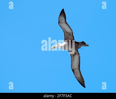 Gewellter Abatross (Phoebastria irrorata) Erwachsener im Flug über Española Stockfoto