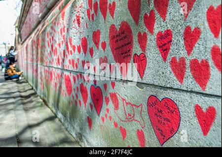 London, Großbritannien. April 2021. Nach einer Woche nähert sich die Mauer ihrer Fertigstellung und erstreckt sich bis zur Lambeth Bridge - der nationalen Covid Memorial Wall vor dem St. Thomas' Hospital auf der southbank. Familie und Freunde von einigen der mehr als hundertfünfundvierzigtausend Menschen, die ihr Leben an Covid-19 verloren haben, ziehen mit der Hand Herzen an eine Wand gegenüber dem Parlament in London. Jedes Herz repräsentiert jemanden, der geliebt wurde. Dieses temporäre Mahnmal wurde von den Covid-19 Hinterbliebenen Familien der Gerechtigkeit organisiert. Kredit: Guy Bell/Alamy Live Nachrichten Stockfoto