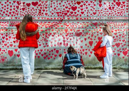 London, Großbritannien. April 2021. Nach einer Woche nähert sich die Mauer ihrer Fertigstellung und erstreckt sich bis zur Lambeth Bridge - der nationalen Covid Memorial Wall vor dem St. Thomas' Hospital auf der southbank. Familie und Freunde von einigen der mehr als hundertfünfundvierzigtausend Menschen, die ihr Leben an Covid-19 verloren haben, ziehen mit der Hand Herzen an eine Wand gegenüber dem Parlament in London. Jedes Herz repräsentiert jemanden, der geliebt wurde. Dieses temporäre Mahnmal wurde von den Covid-19 Hinterbliebenen Familien der Gerechtigkeit organisiert. Kredit: Guy Bell/Alamy Live Nachrichten Stockfoto