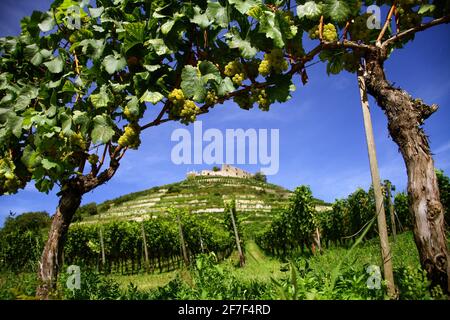 Weinreben in den Weinbergen rund um die Burgruine Staufen, die 1632 zerstört wurden, Staufen im Breisgau, südlicher Schwarzwald, Deutschland Stockfoto