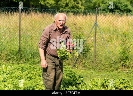 Älterer Mann mit frisch gepflückten Radieschen im Gemüsegarten. Stockfoto