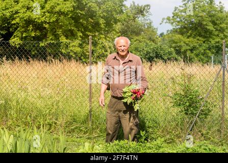 Älterer Mann mit frisch gepflückten Radieschen im Gemüsegarten. Stockfoto