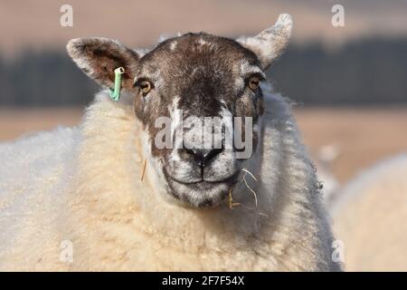 Cross Mutterschafe, Marbrack Farm, Castle Douglas, Schottland Stockfoto