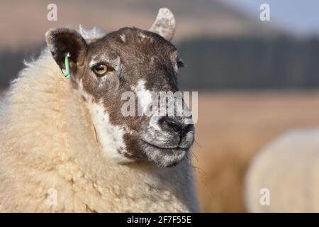 Cross Mutterschafe, Marbrack Farm, Castle Douglas, Schottland Stockfoto