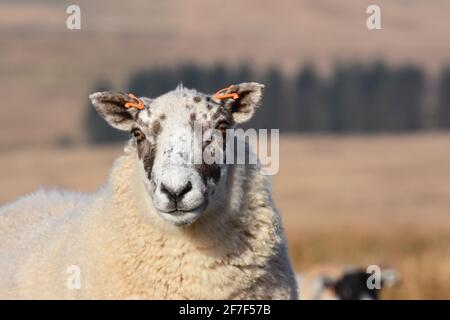 Cross Mutterschafe, Marbrack Farm, Castle Douglas, Schottland Stockfoto