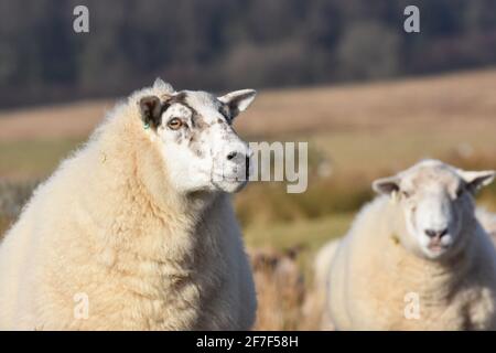 Cross Mutterschafe, Marbrack Farm, Castle Douglas, Schottland Stockfoto