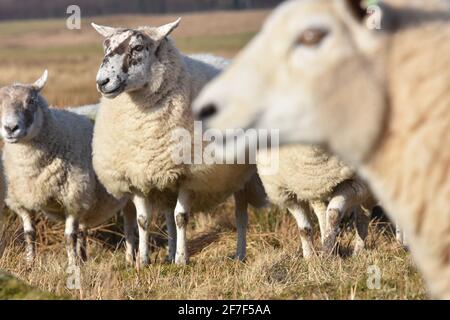 Cross Mutterschafe, Marbrack Farm, Castle Douglas, Schottland Stockfoto