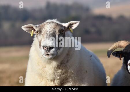 Cross Mutterschafe, Marbrack Farm, Castle Douglas, Schottland Stockfoto