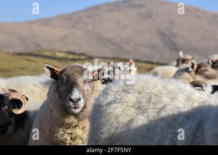 Cross Mutterschafe, Marbrack Farm, Castle Douglas, Schottland Stockfoto