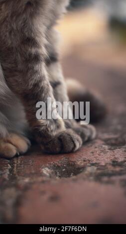 Eine Nahaufnahme der Beine einer Katze Stockfoto