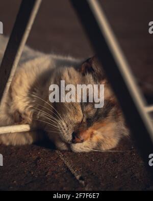 Eine Katze schläft und gähnet im Hof Stockfoto