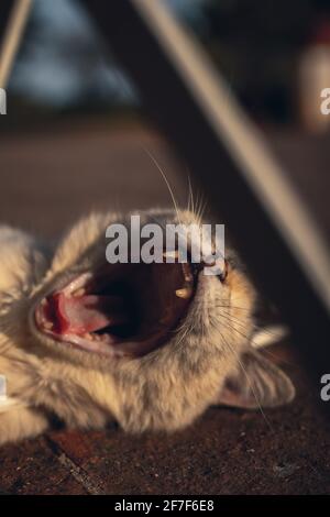 Eine Katze schläft und gähnet im Hof Stockfoto