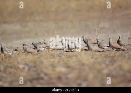 Fleckensandhuhn, Pterocles senegallus, Ladakh, Jammu Kaschmir, Indien Stockfoto