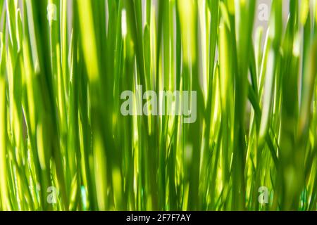 Frühlings- und Wachstumskonzept: Nahaufnahme auf üppig grünem Gras, das als Katzenfutter verwendet wird. Osterdekoration. Wachstum der Wirtschaft. Tageslicht. Natürlicher Hintergrund