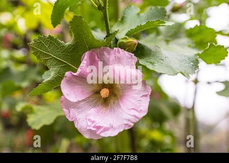 Red Poppy Flower Stockfoto