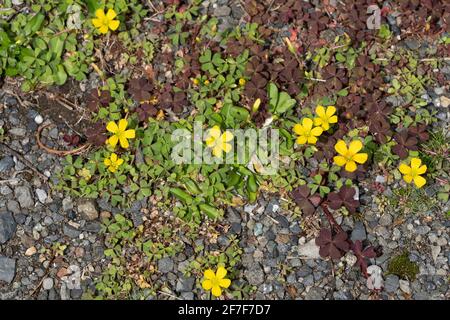 Kriechende Waldsorrel (Oxalis corniculata), Isehara City, Präfektur Kanagawa, Japan Stockfoto