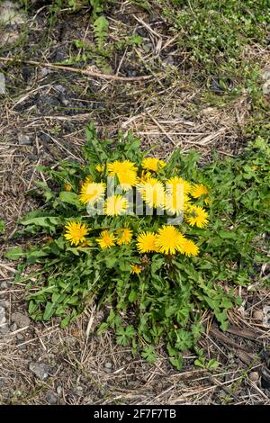 Löwenzahn (Taraxacum), Isehara City, Präfektur Kanagawa, Japan Stockfoto