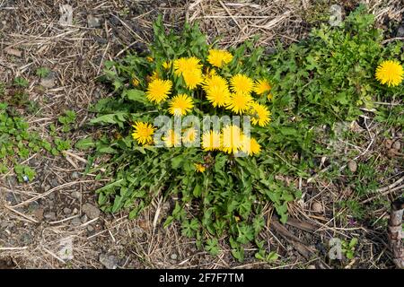 Löwenzahn (Taraxacum), Isehara City, Präfektur Kanagawa, Japan Stockfoto