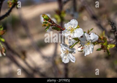 Blühende Kirschblüte am wolkenlosen blauen Himmel. Abruzzen, Italien, Europa Stockfoto