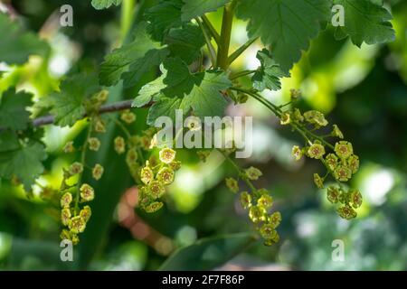 Blüte von Gartencurrant, Ribes rubrum L .. Abruzzen, Italien, Europa Stockfoto