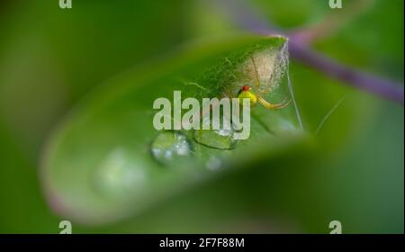 Gurke Green Orb Spider auf einem Blatt, umgeben von seinem Netz und 3 Wassertröpfchen. Stockfoto