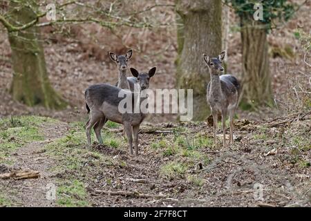 Drei Damhirschinnen im Wald von Dean UK Stockfoto