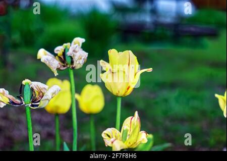 Alte gelbe Tulpe im Garten, Frühling Stockfoto