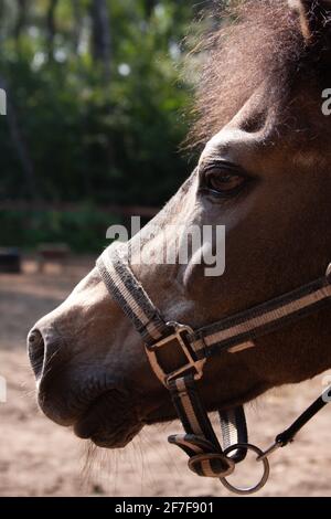 Porträt eines Pferdes braunes Pony im Profil, in einem Zaumzeug außerhalb des Geländes im Sommer auf dem Bauernhof vor dem Hintergrund von grünen Bäumen Stockfoto