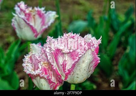 Blassrosa Tulpe im Garten, Frühling Stockfoto