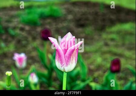 Blassrosa Tulpe im Garten, Frühling Stockfoto