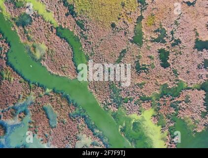 Kleines, enges Flussbett zwischen dem Sumpf auf dem Feld. Ukrainische Landschaft. Eine Drohnenaufnahme eines Flusses mit klarem Wasser ist mit wilden Pflanzen überwuchert. Stockfoto