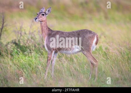 Reedbuck (Redunca arundinum), Ithala-Wildreservat, KwaZulu-Natal, Südafrika Stockfoto