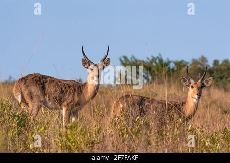 Reedbuck (Redunca arundinum), Ithala-Wildreservat, KwaZulu-Natal, Südafrika Stockfoto