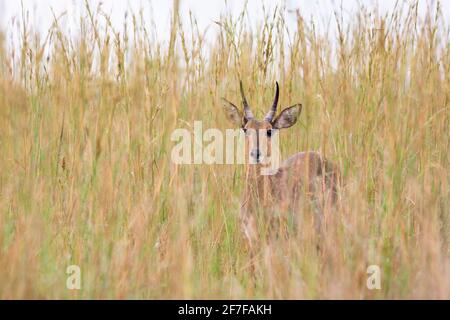 Reedbuck (Redunca arundinum), Ithala-Wildreservat, KwaZulu-Natal, Südafrika Stockfoto