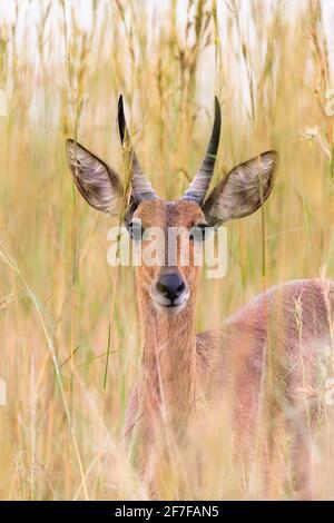 Reedbuck (Redunca arundinum), Ithala-Wildreservat, KwaZulu-Natal, Südafrika Stockfoto