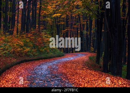 Nasse Straße mit Herbstblättern in einem Wald bedeckt Stockfoto