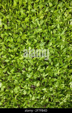 Tomatensämlinge Pflanzen im Gewächshaus. Aufnahme über Kopf. Vegas Altas del Guadiana, Extremadura, Spanien Stockfoto