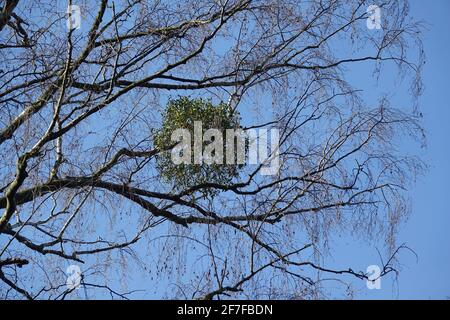 Berlin, Deutschland. März 2021. Mistel (Viscum Album) wächst auf einem Baum. Mistel lebt als Hemiparasit und extrahiert Wasser und Nährstoffe aus dem Wirt mit seinen saugenden Wurzeln. Quelle: Alexandra Schuler/dpa/Alamy Live News Stockfoto