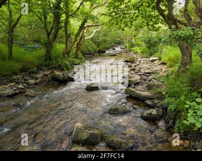 Der Fluss Heddon im Heddon Valley bei Trentishoe im Exmoor National Park, North Devon, England. Stockfoto