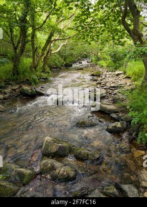 Der Fluss Heddon im Heddon Valley bei Trentishoe im Exmoor National Park, North Devon, England. Stockfoto