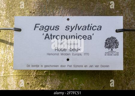 Schild Fagus Sylvatica Pendula Atropunicea Auf Dem Nieuwe Ooster Friedhof Amsterdam Niederlande 26-3-2021 Stockfoto