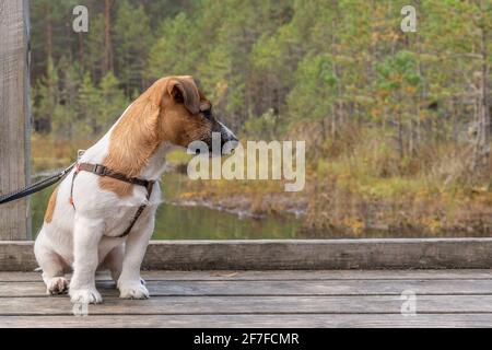 Kleiner Hund an der Leine sitzt auf Holzboden im Freien Im Wald Stockfoto