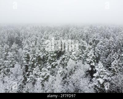 Winterwald mit verschneiten Bäumen, Luftaufnahme. Winter Natur, Luftlandschaft, Bäume bedeckt weißen Schnee Stockfoto