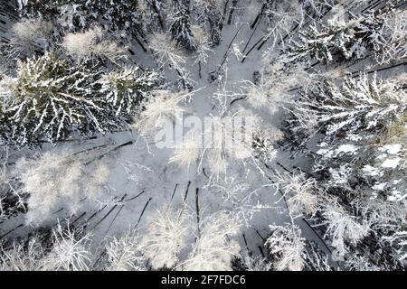 Luftaufnahme der Winternatur. Bäume bedeckten Raureif. Winterwaldlandschaft mit verschneiten Bäumen, Draufsicht Stockfoto