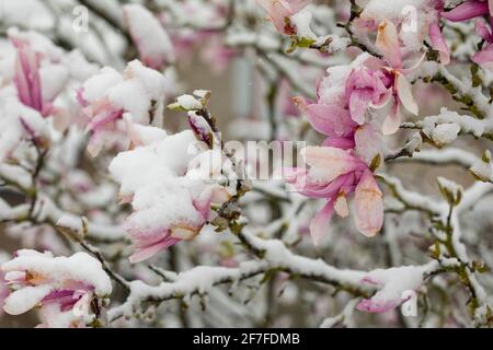 Schnee in der blühenden Magnolie, april in den Niederlanden Stockfoto