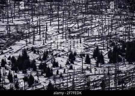 Bad Harzburg, Deutschland. April 2021. Schnee liegt zwischen teilweise toten Fichten des Eckertals im Nationalpark Harz. Quelle: Swen Pförtner/dpa/Alamy Live News Stockfoto