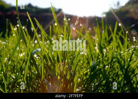 Strahlen der Sonne im Gras mit Tau. Rasen in der Makrofotografie. Sonniger Morgen. Stockfoto