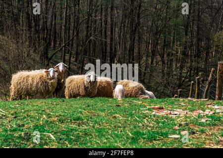 Schafe weiden auf dem Rasen. Bauernhof, Rinder. Stockfoto